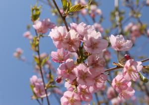 河津桜１