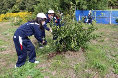 ミカンの木の周りに藁をかける児童たち