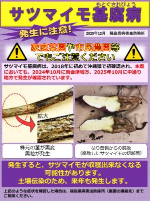 サツマイモ基腐病に注意