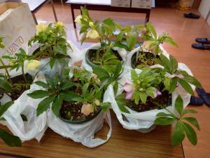 クリスマスローズふみ