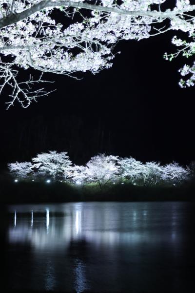 右近清水桜ライトアップ