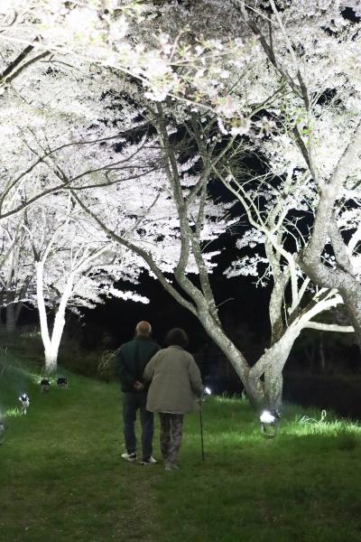 右近清水桜ライトアップ