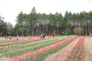 チューリップ祭りの風景