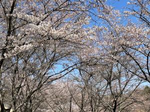 sakura2