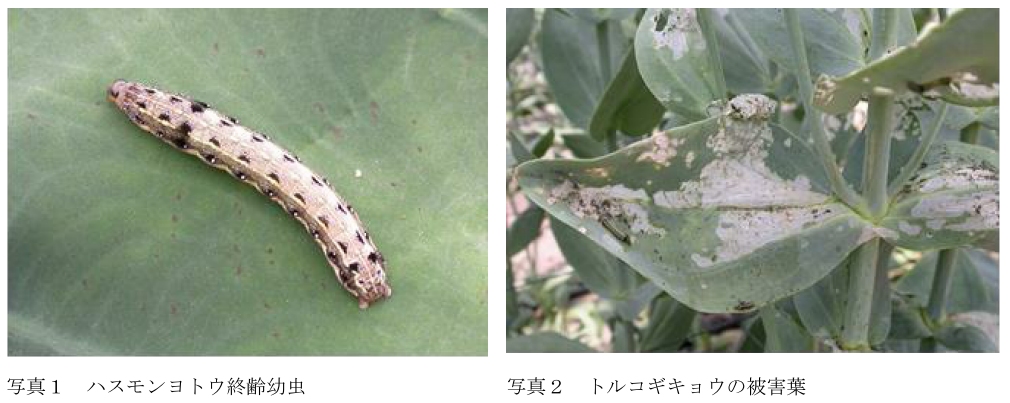 ハスモンヨトウ