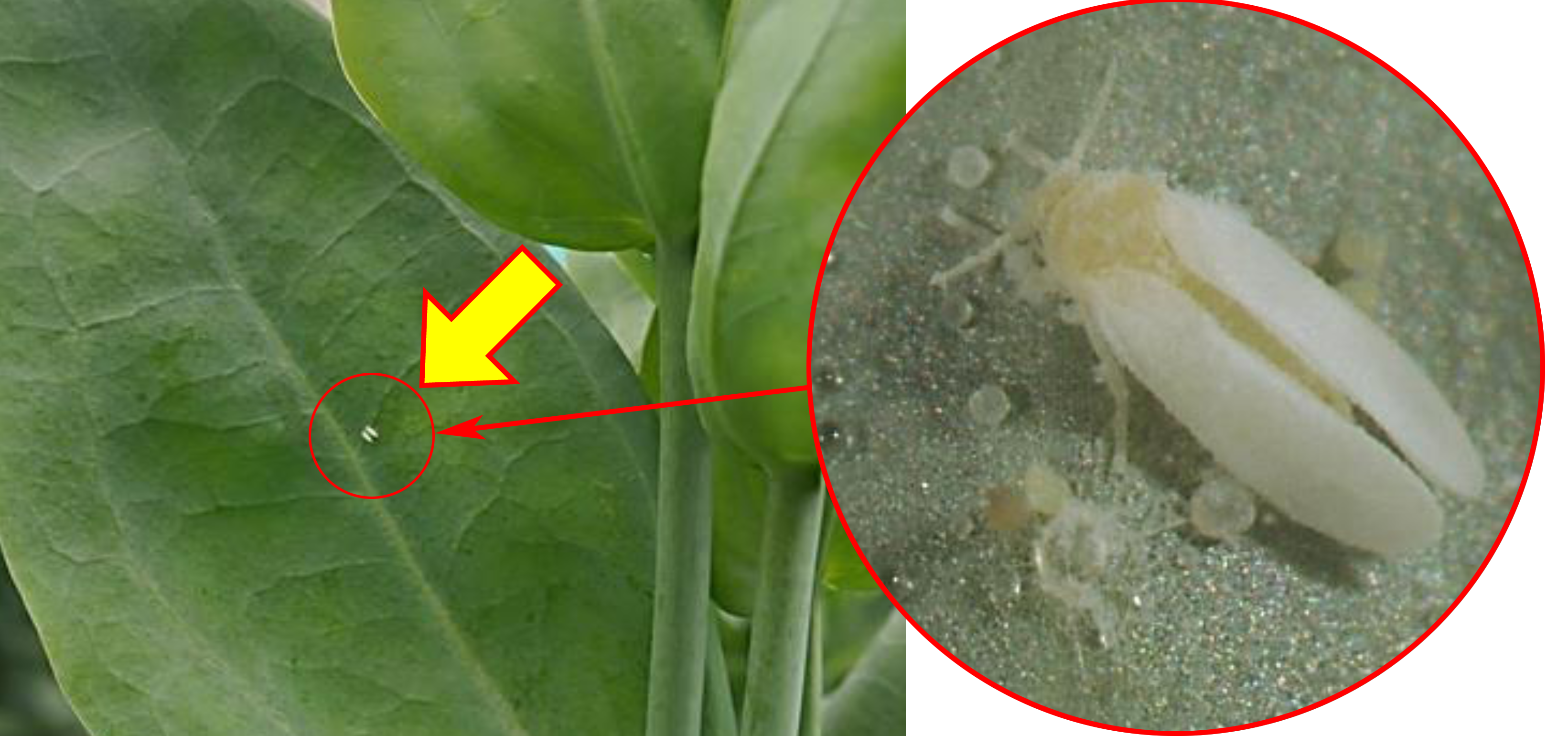 葉に寄生したタバココナジラミ成虫